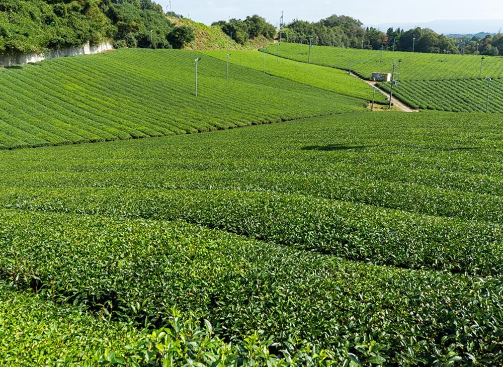 金福原茶園